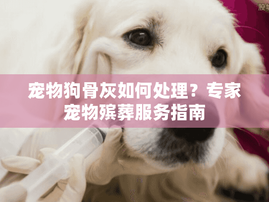 宠物狗骨灰如何处理？专家宠物殡葬服务指南