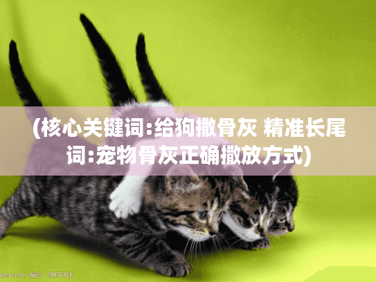 (核心关键词:给狗撒骨灰 精准长尾词:宠物骨灰正确撒放方式)