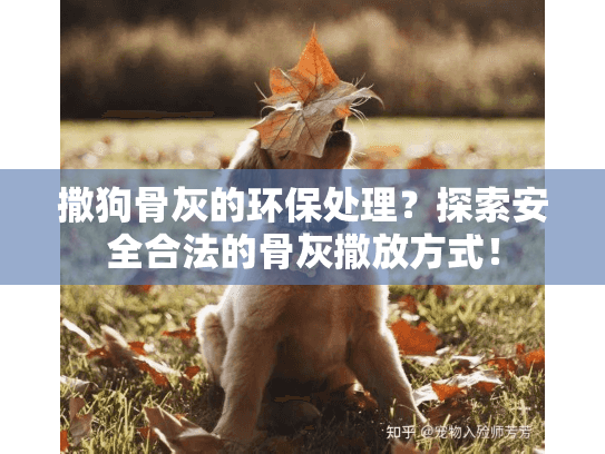 撒狗骨灰的环保处理？探索安全合法的骨灰撒放方式！