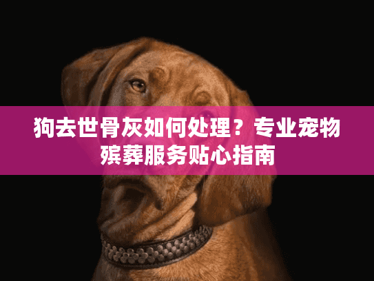 狗去世骨灰如何处理？专业宠物殡葬服务贴心指南