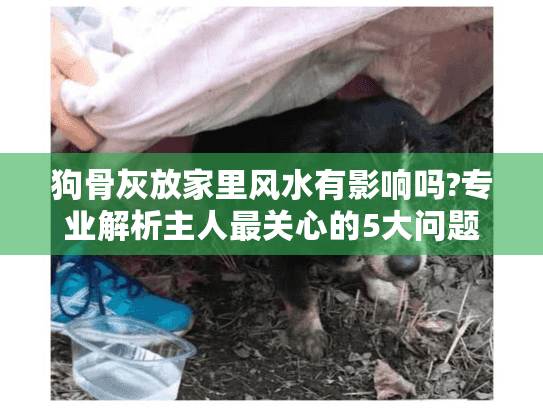 狗骨灰放家里风水有影响吗?专业解析主人最关心的5大问题