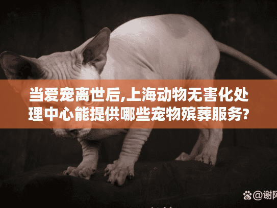 当爱宠离世后,上海动物无害化处理中心能提供哪些宠物殡葬服务?
