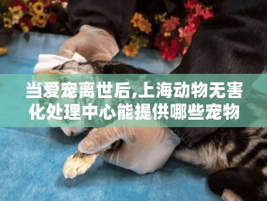 当爱宠离世后,上海动物无害化处理中心能提供哪些宠物殡葬服务?