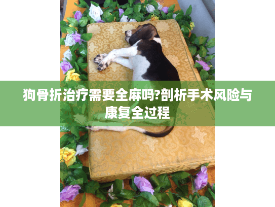 狗骨折治疗需要全麻吗?剖析手术风险与康复全过程