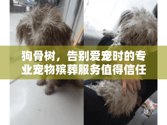 狗骨树，告别爱宠时的专业宠物殡葬服务值得信任吗？关键解答