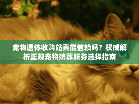 宠物遗体收购站真能信赖吗？权威解析正规宠物殡葬服务选择指南