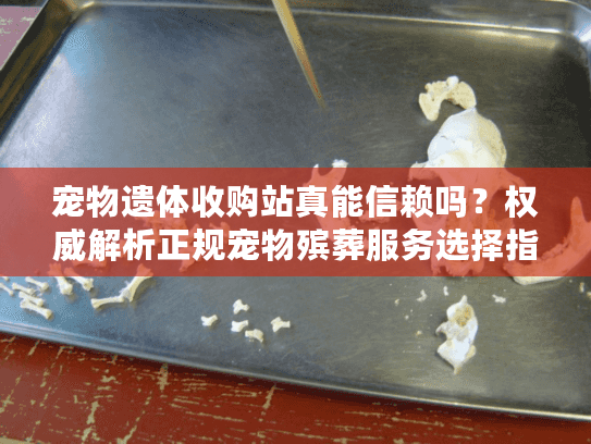 宠物遗体收购站真能信赖吗？权威解析正规宠物殡葬服务选择指南