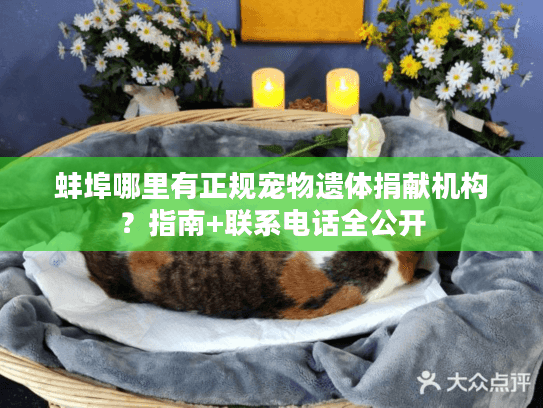 蚌埠哪里有正规宠物遗体捐献机构?指南+联系电话全公开 蚌埠哪里有正规宠物遗体捐献机构?指南+联系电话全公开