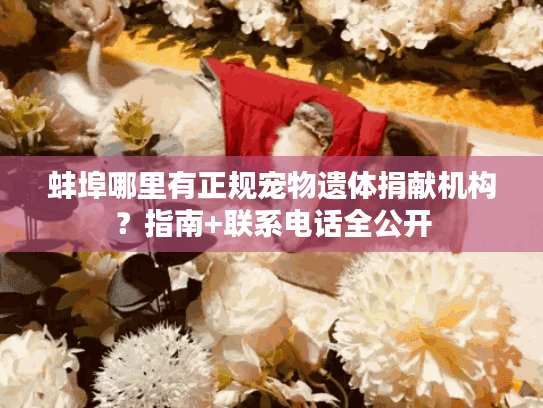 蚌埠哪里有正规宠物遗体捐献机构?指南+联系电话全公开 蚌埠哪里有正规宠物遗体捐献机构?指南+联系电话全公开