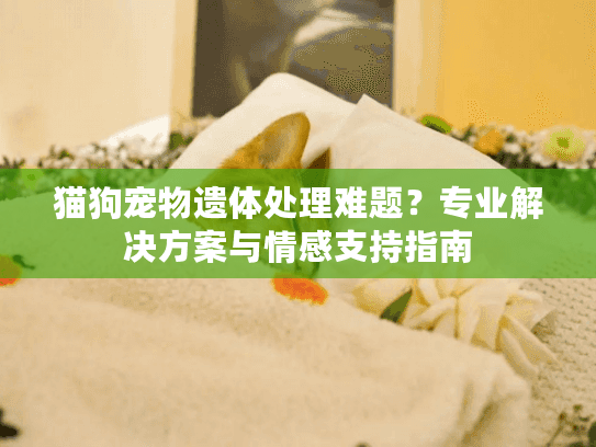 猫狗宠物遗体处理难题？专业解决方案与情感支持指南
