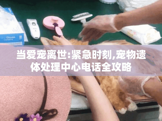 当爱宠离世:紧急时刻,宠物遗体处理中心电话全攻略