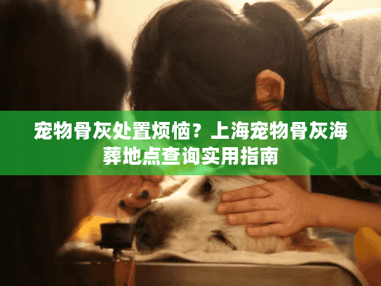 宠物骨灰处置烦恼？上海宠物骨灰海葬地点查询实用指南