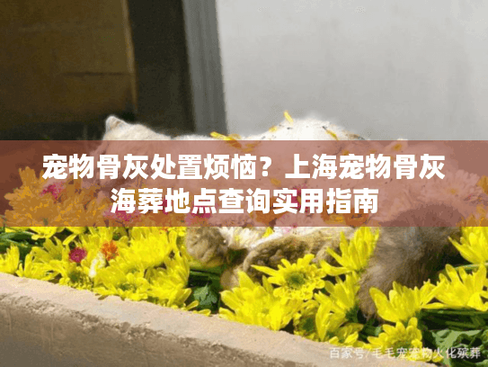 宠物骨灰处置烦恼？上海宠物骨灰海葬地点查询实用指南