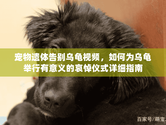 宠物遗体告别乌龟视频，如何为乌龟举行有意义的哀悼仪式详细指南