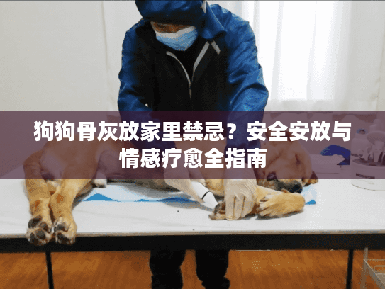 狗狗骨灰放家里禁忌？安全安放与情感疗愈全指南