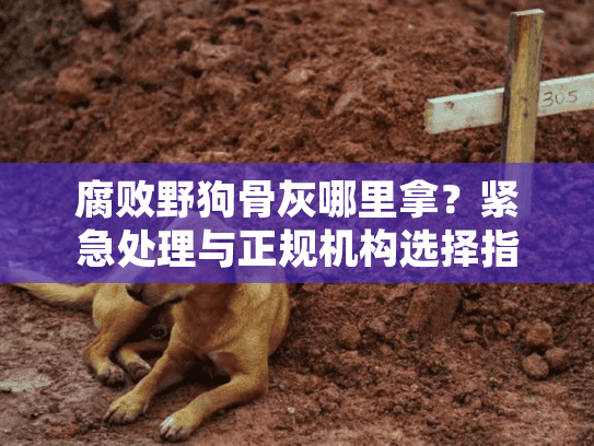 腐败野狗骨灰哪里拿？紧急处理与正规机构选择指南
