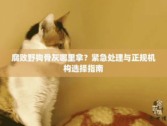 腐败野狗骨灰哪里拿？紧急处理与正规机构选择指南