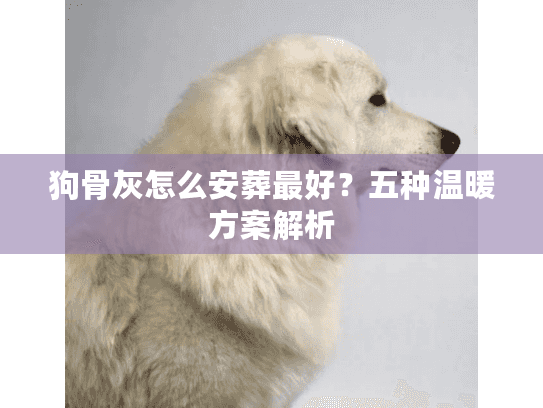 狗骨灰怎么安葬最好？五种温暖方案解析