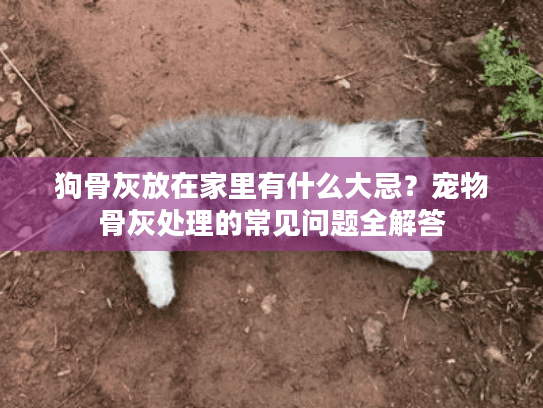狗骨灰放在家里有什么大忌？宠物骨灰处理的常见问题全解答