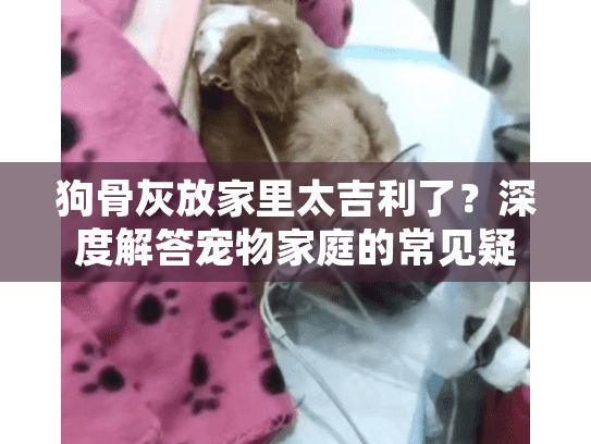 狗骨灰放家里太吉利了？深度解答宠物家庭的常见疑虑与最佳方案