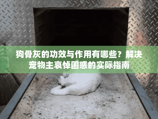 狗骨灰的功效与作用有哪些？解决宠物主哀悼困惑的实际指南