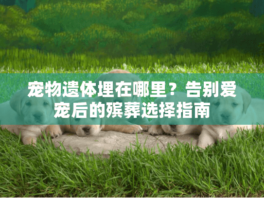 宠物遗体埋在哪里？告别爱宠后的殡葬选择指南