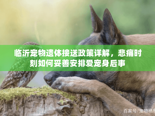 临沂宠物遗体接送政策详解，悲痛时刻如何妥善安排爱宠身后事
