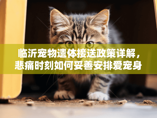 临沂宠物遗体接送政策详解，悲痛时刻如何妥善安排爱宠身后事