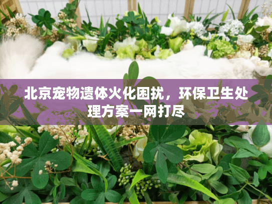 北京宠物遗体火化困扰，环保卫生处理方案一网打尽