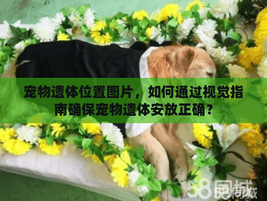 宠物遗体位置图片，如何通过视觉指南确保宠物遗体安放正确？