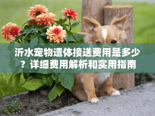 沂水宠物遗体接送费用是多少？详细费用解析和实用指南