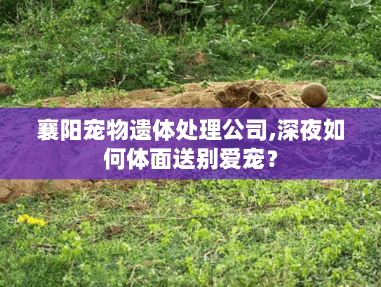 襄阳宠物遗体处理公司,深夜如何体面送别爱宠？