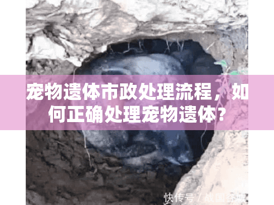 宠物遗体市政处理流程，如何正确处理宠物遗体？