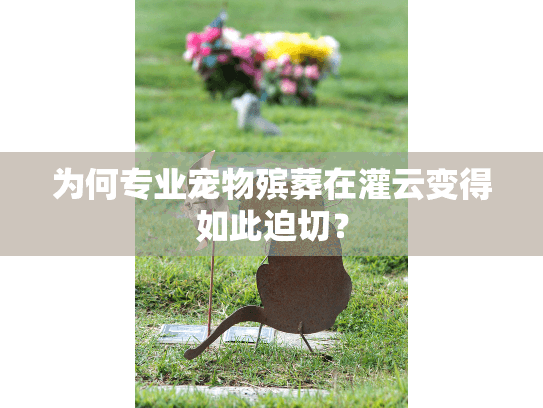 为何专业宠物殡葬在灌云变得如此迫切？