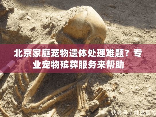 北京家庭宠物遗体处理难题？专业宠物殡葬服务来帮助