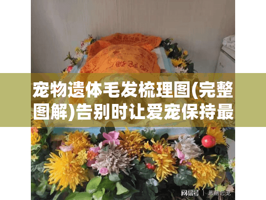 宠物遗体毛发梳理图(完整图解)告别时让爱宠保持最美的样子