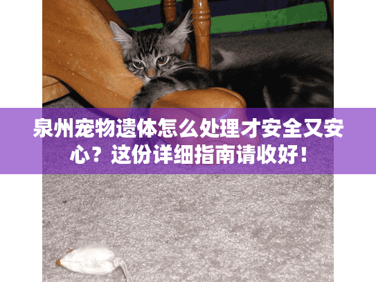 泉州宠物遗体怎么处理才安全又安心？这份详细指南请收好！