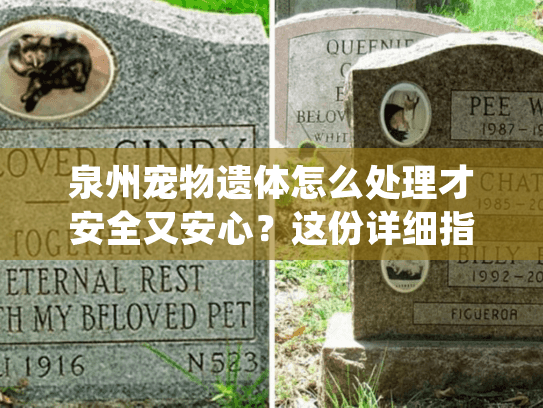 泉州宠物遗体怎么处理才安全又安心？这份详细指南请收好！