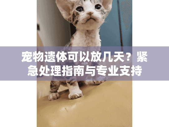 宠物遗体可以放几天？紧急处理指南与专业支持