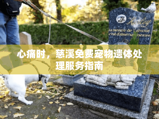 心痛时，慈溪免费宠物遗体处理服务指南