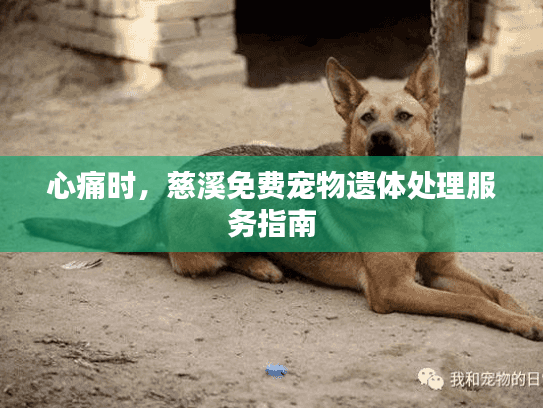 心痛时，慈溪免费宠物遗体处理服务指南