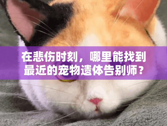 在悲伤时刻，哪里能找到最近的宠物遗体告别师？
