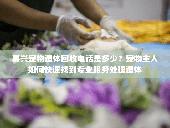 嘉兴宠物遗体回收电话是多少？宠物主人如何快速找到专业服务处理遗体