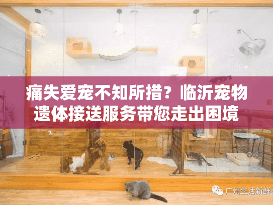 痛失爱宠不知所措？临沂宠物遗体接送服务带您走出困境