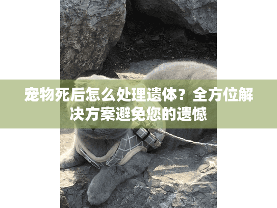 宠物死后怎么处理遗体？全方位解决方案避免您的遗憾