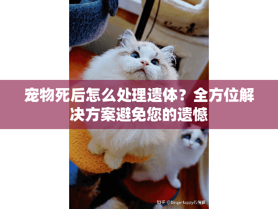宠物死后怎么处理遗体？全方位解决方案避免您的遗憾