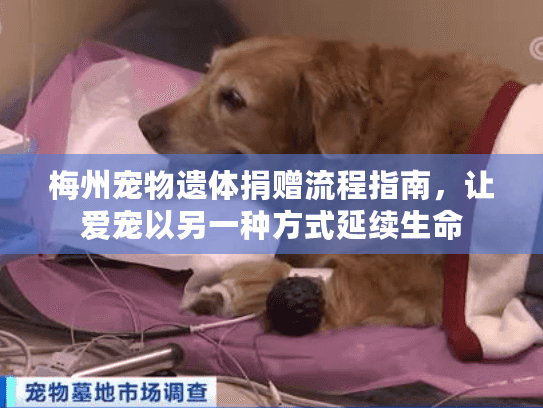 梅州宠物遗体捐赠流程指南，让爱宠以另一种方式延续生命