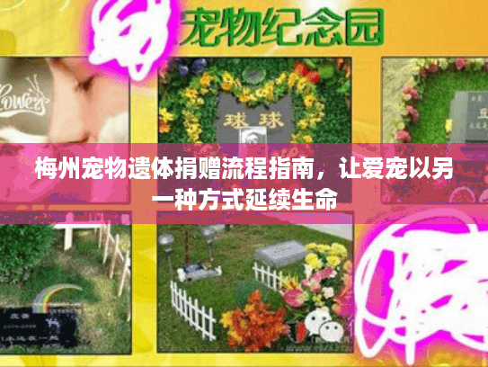 梅州宠物遗体捐赠流程指南，让爱宠以另一种方式延续生命