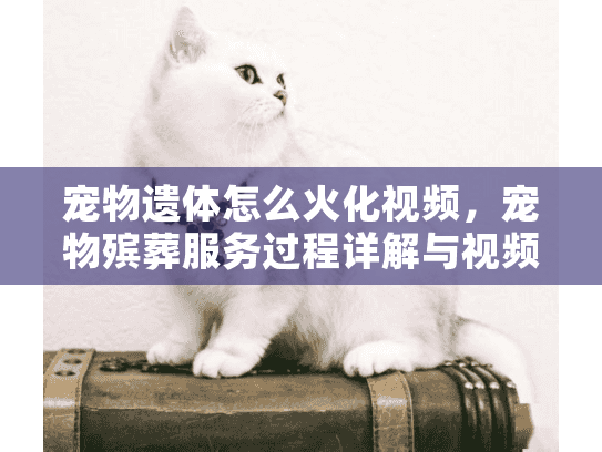 宠物遗体怎么火化视频，宠物殡葬服务过程详解与视频资源推荐