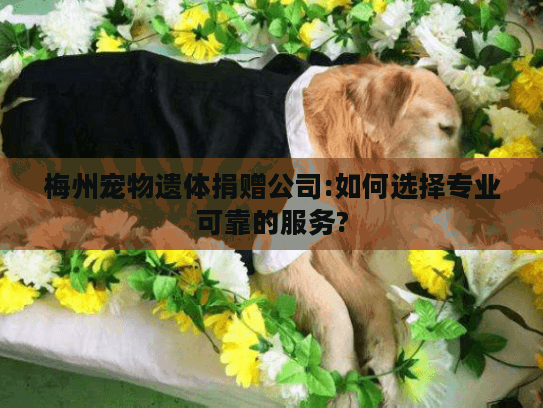 梅州宠物遗体捐赠公司:如何选择专业可靠的服务?